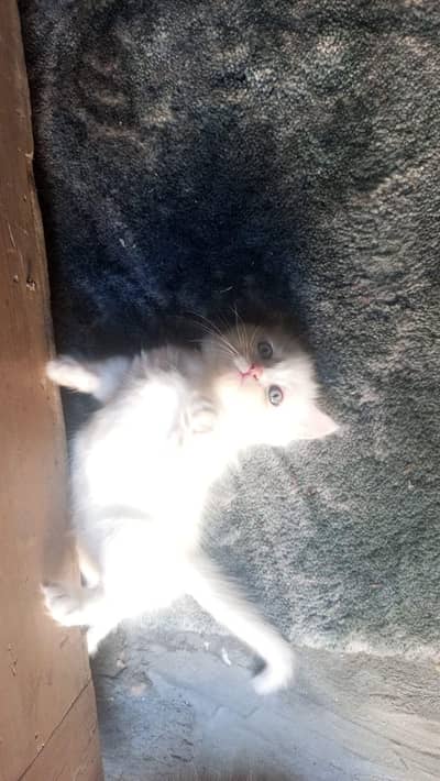 Gorgeous Snow-White Fluffy Kitten for Sale