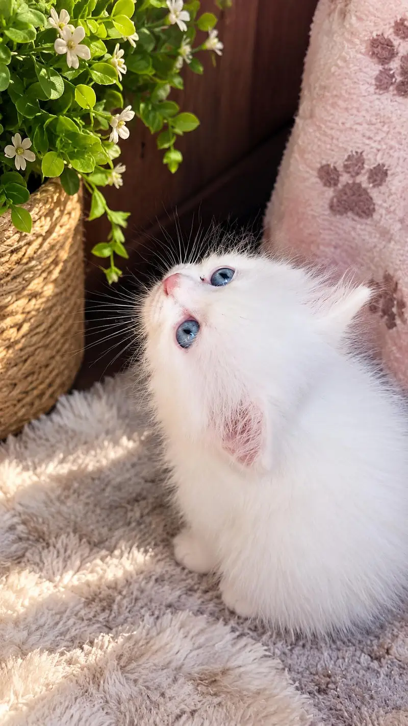 Gorgeous Snow-White Fluffy Kitten for Sale — photo 2