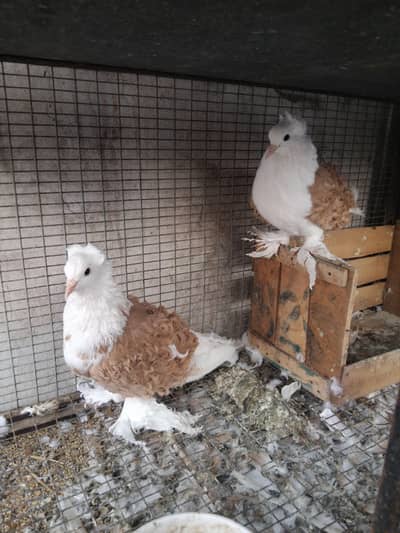 Frizzled pair for sale 0325-1986684