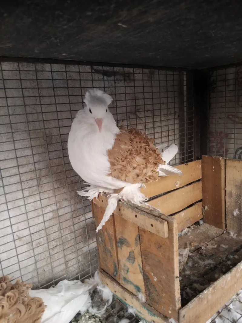 Frizzled pair for sale 0325-1986684 — photo 3
