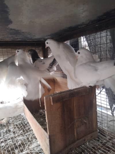 Frizzled pair for sale 0325-1986684