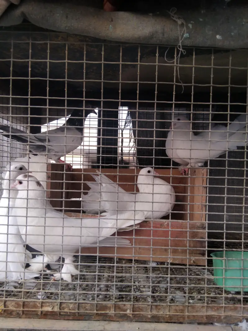 Frizzled pair for sale 0325-1986684 — photo 6