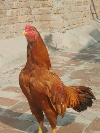 pella murga for sale