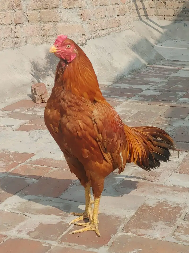 pella murga for sale — photo 2