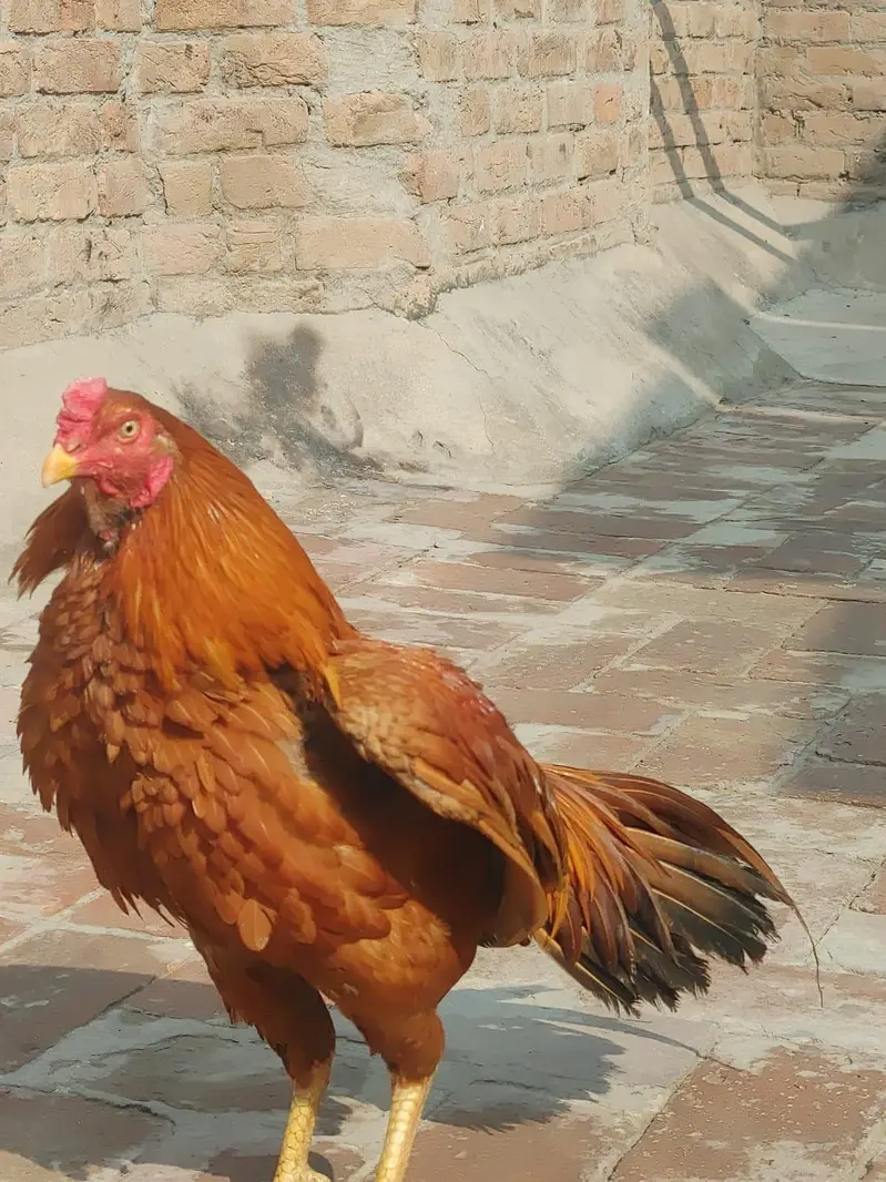 pella murga for sale — photo 4