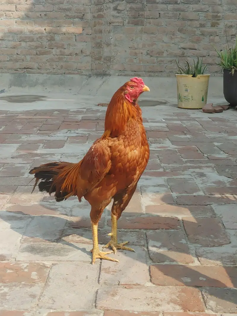 pella murga for sale — photo 7