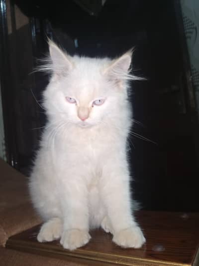 percion kitten