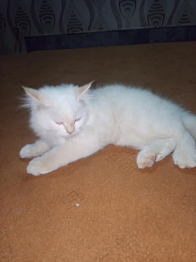 percion kitten — photo 2