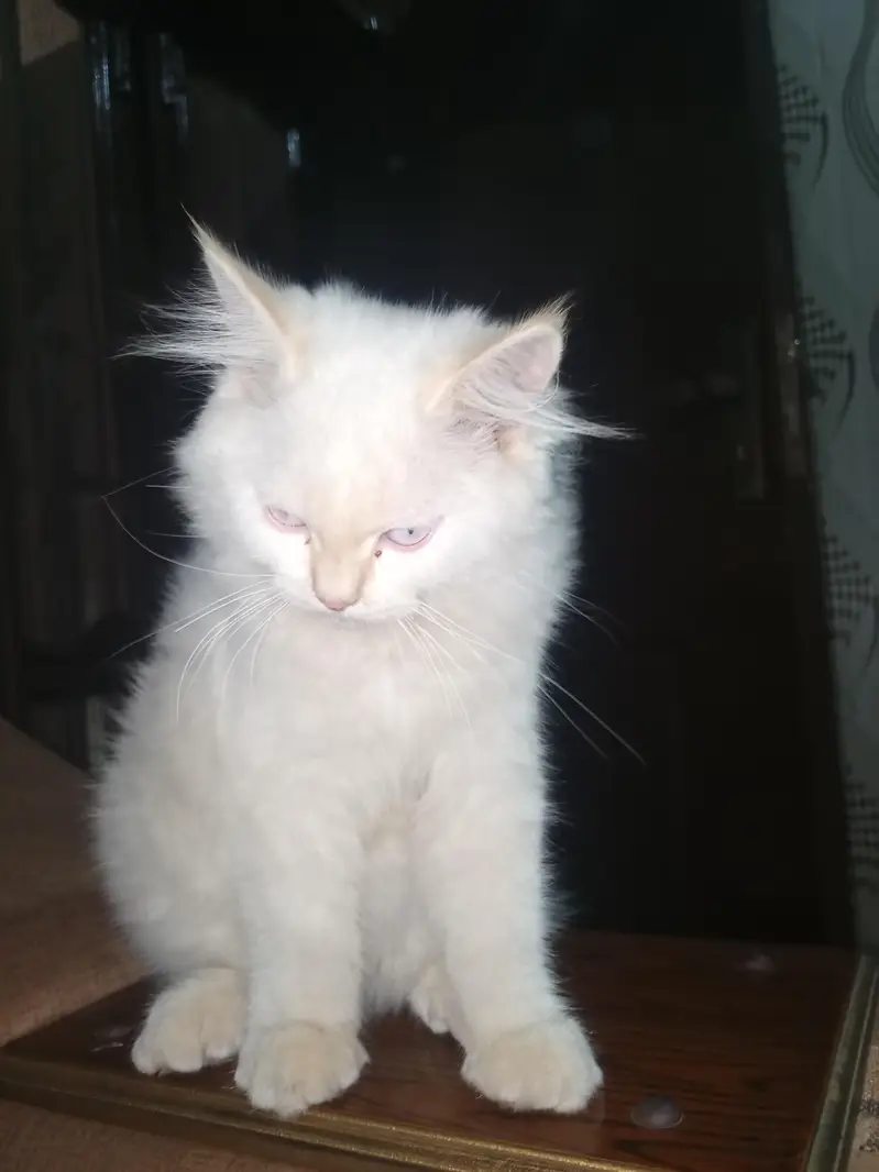 percion kitten — photo 3