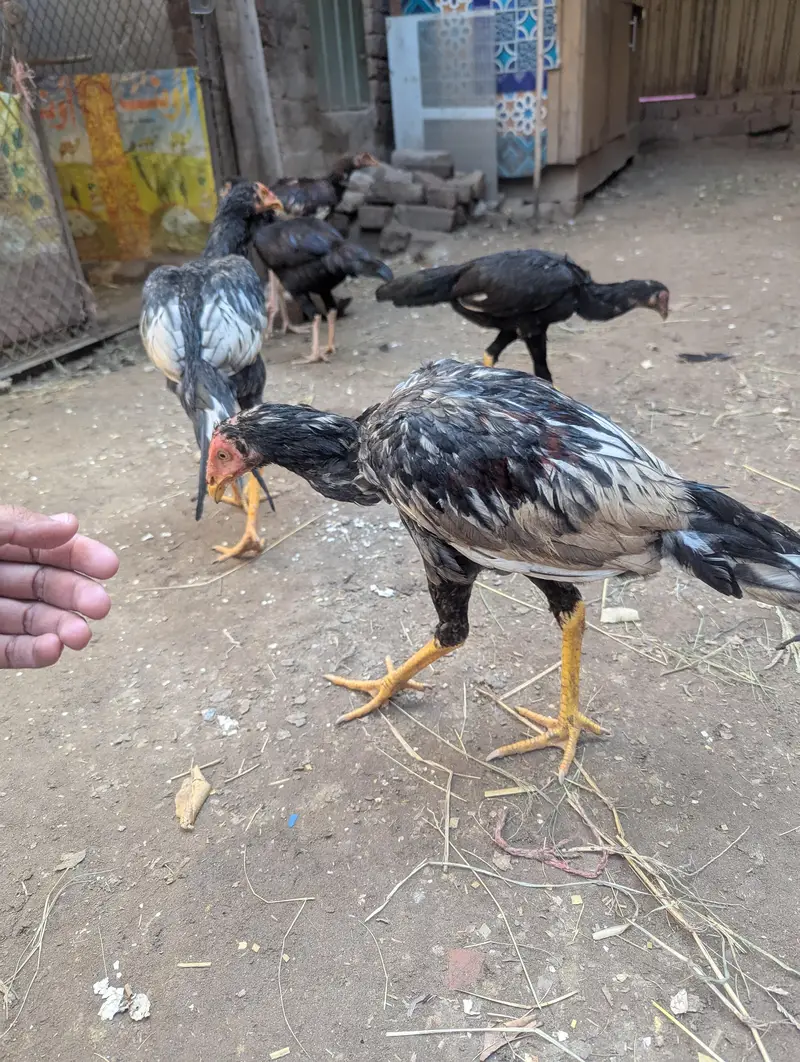 high quality assel for sale 03318448862 — photo 2