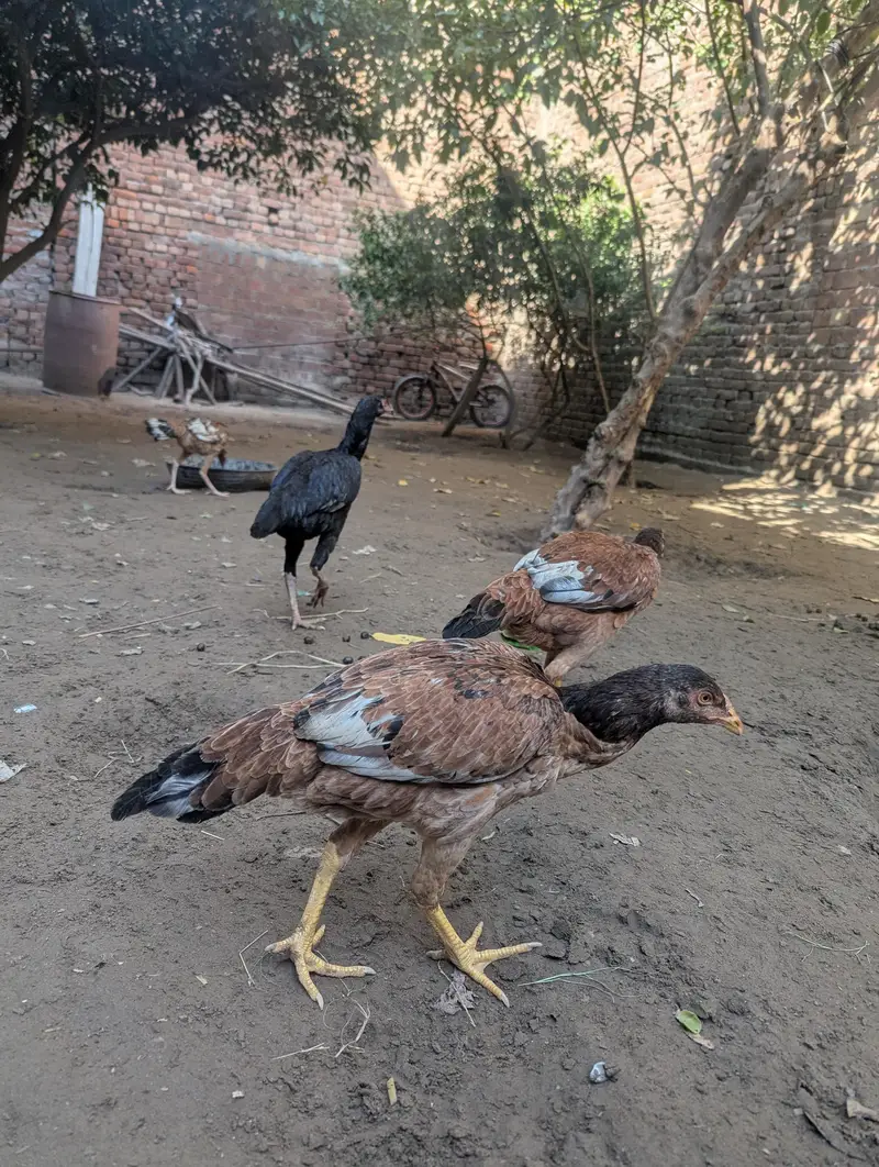 high quality assel for sale 03318448862 — photo 3