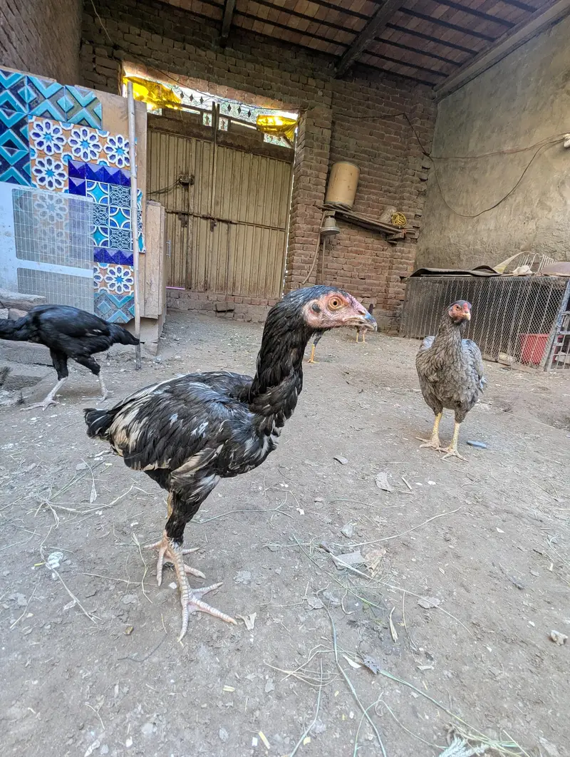 high quality assel for sale 03318448862 — photo 4