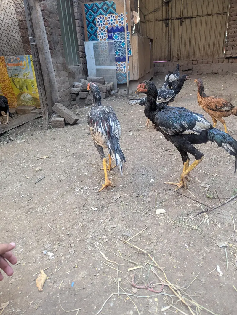 high quality assel for sale 03318448862 — photo 6