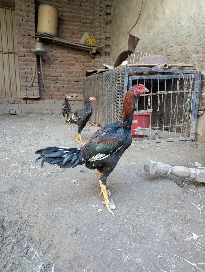 high quality assel for sale 03318448862 — photo 10