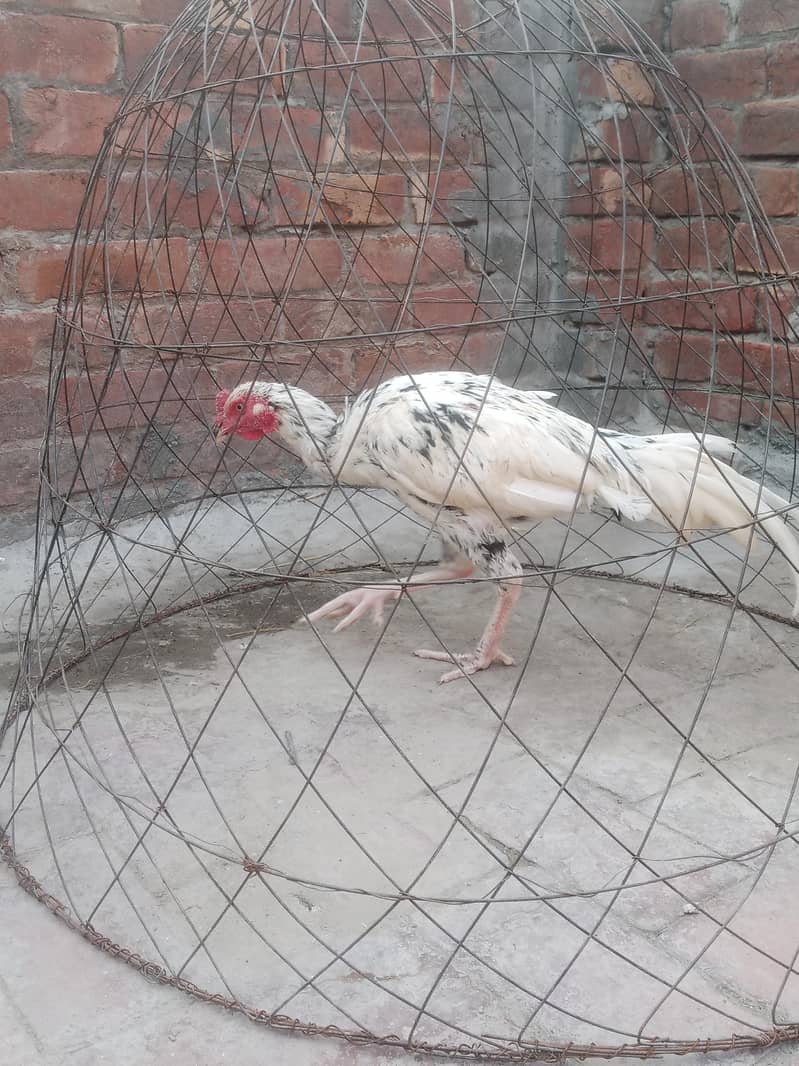 aseel patha 0