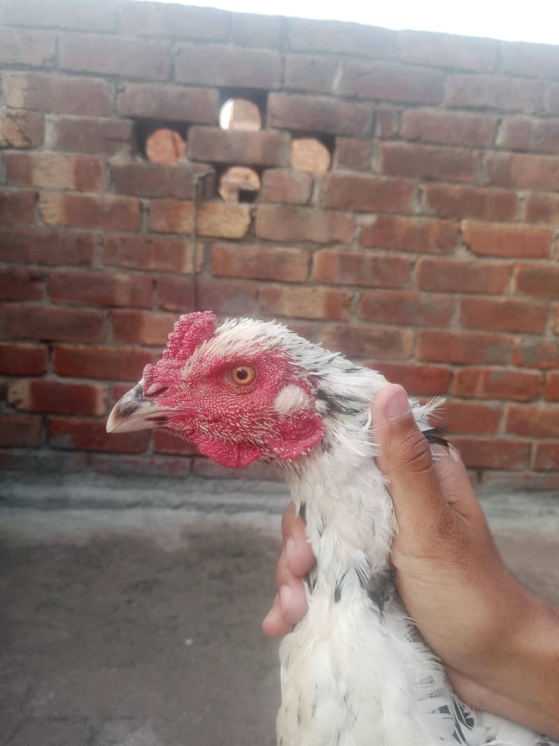 aseel patha 2