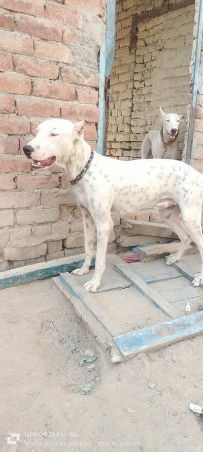 peure pitbul gultait