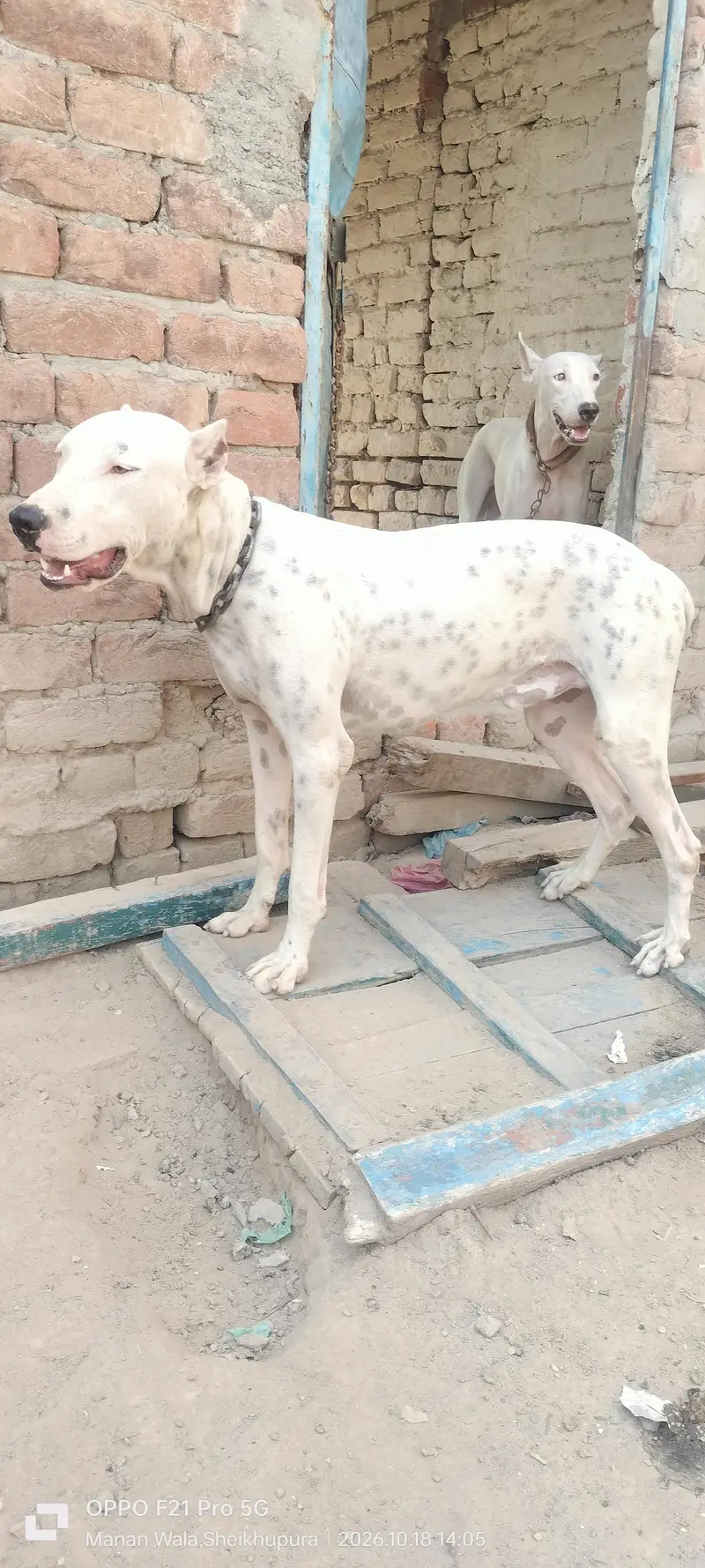 peure pitbul gultait — photo 2