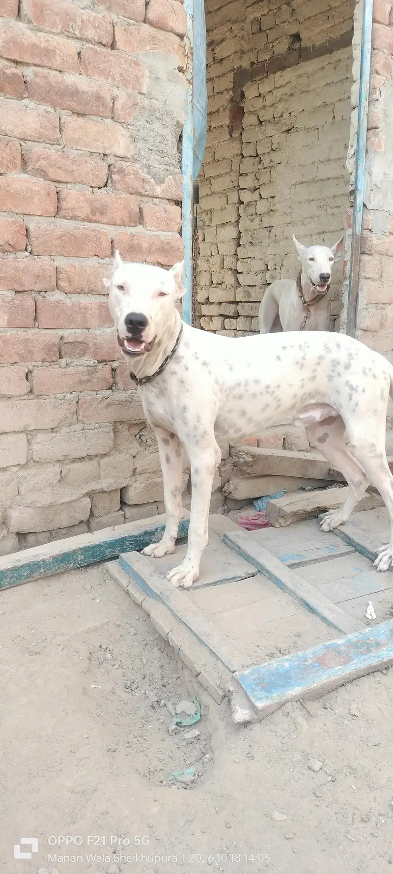 peure pitbul gultait — photo 3