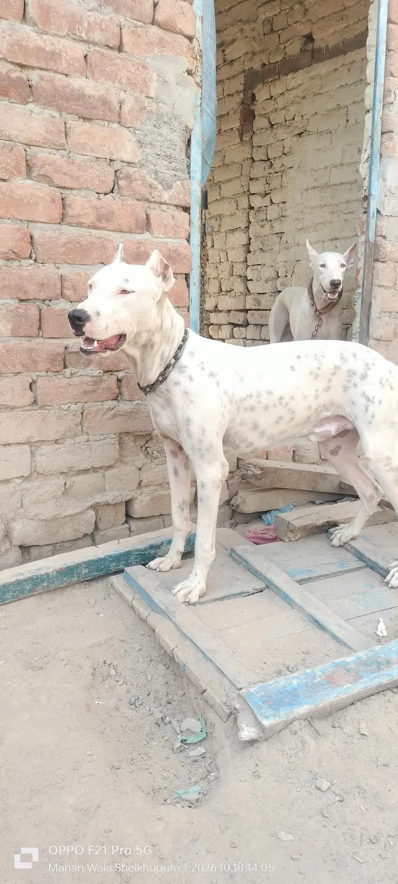 peure pitbul gultait — photo 4