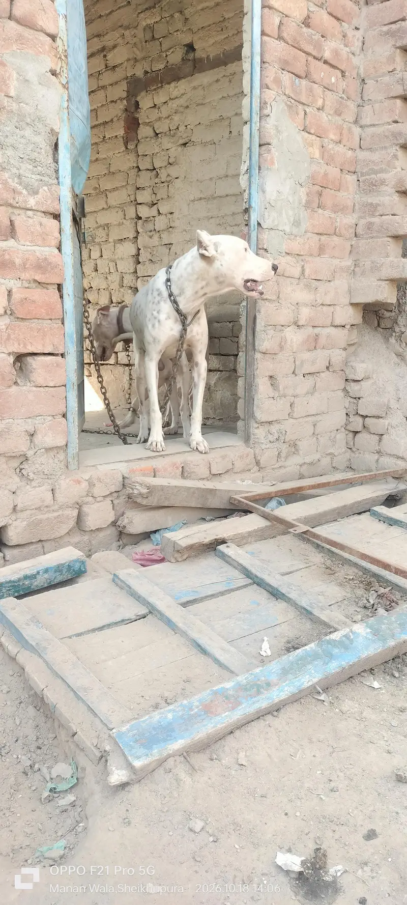 peure pitbul gultait — photo 5