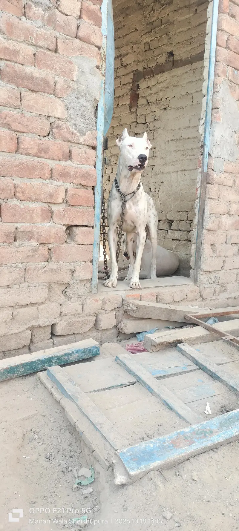 peure pitbul gultait — photo 6