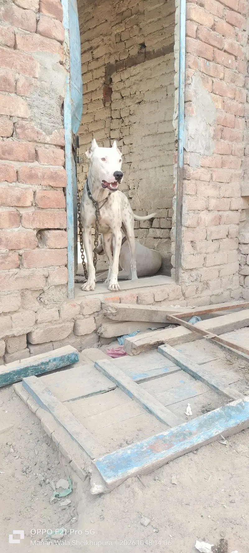 peure pitbul gultait — photo 7