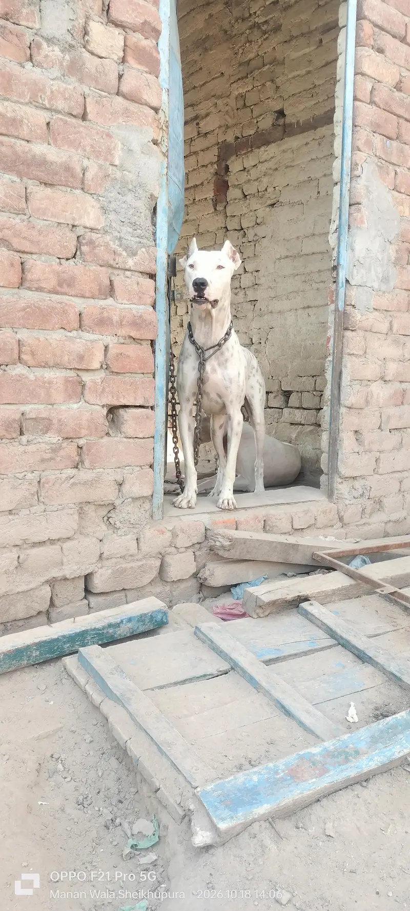 peure pitbul gultait — photo 8
