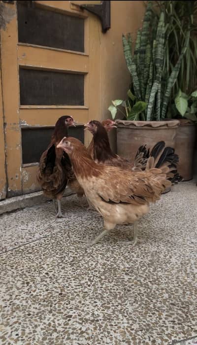 Misri Golden Hen
