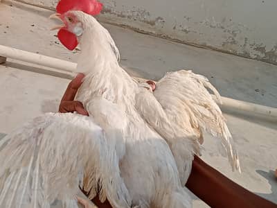 03 leghorn male hens || and these are 8th months years old.