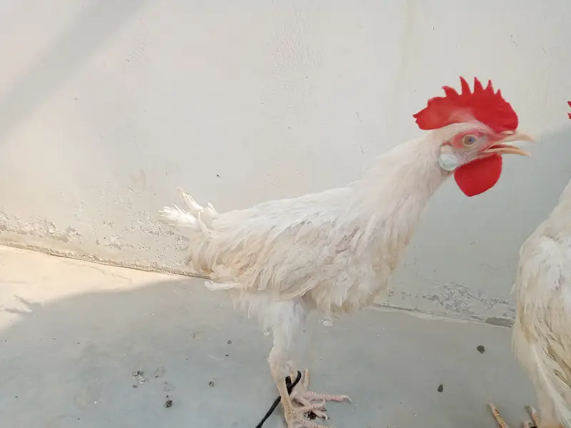 03 leghorn male hens || and these are 8th months years old. — photo 2