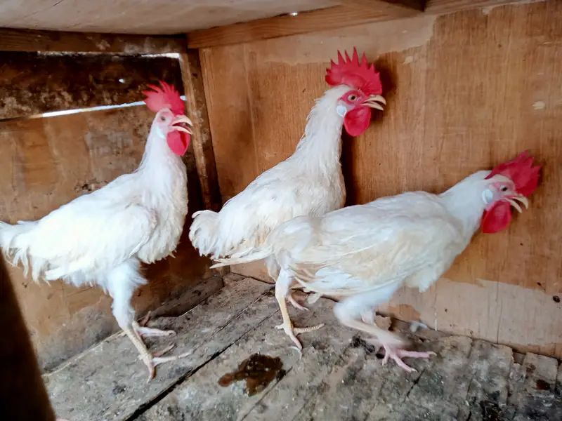 03 leghorn male hens || and these are 8th months years old. — photo 3
