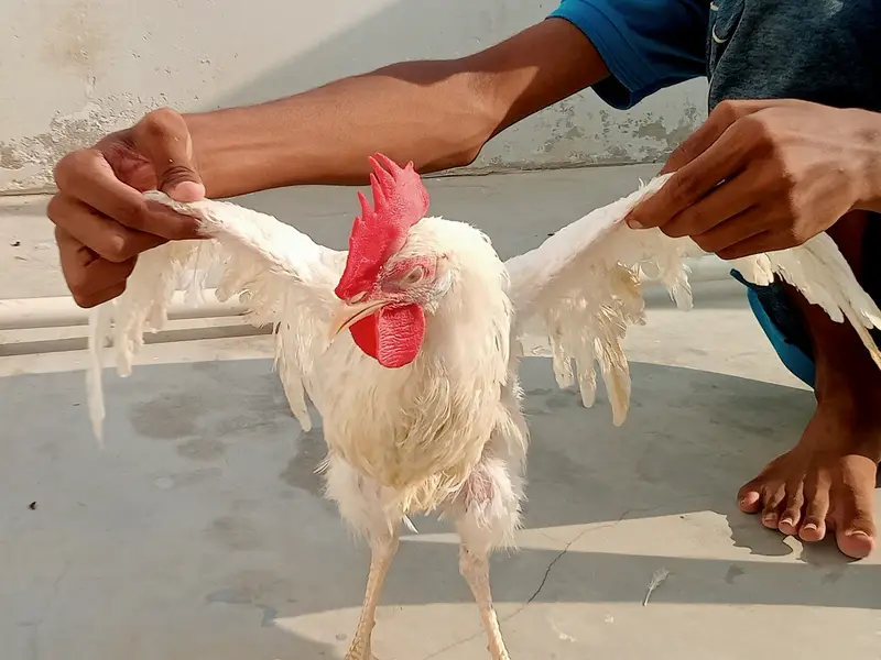 03 leghorn male hens || and these are 8th months years old. — photo 4