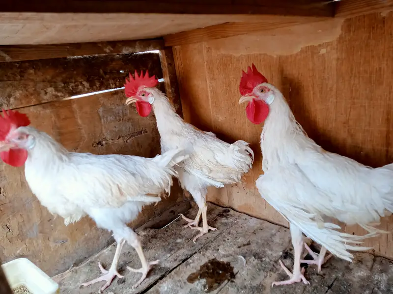 03 leghorn male hens || and these are 8th months years old. — photo 5