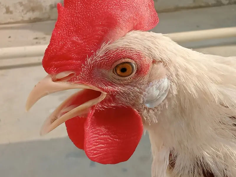 03 leghorn male hens || and these are 8th months years old. — photo 6