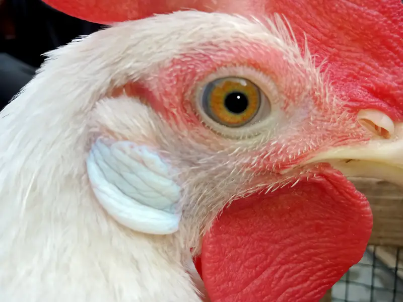 03 leghorn male hens || and these are 8th months years old. — photo 7