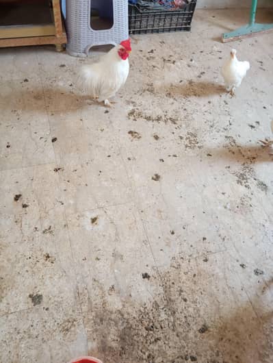 Bantam pair
