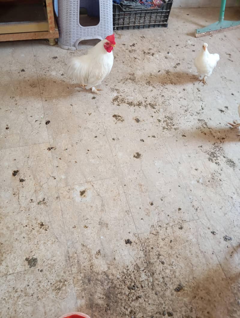 Bantam pair 0