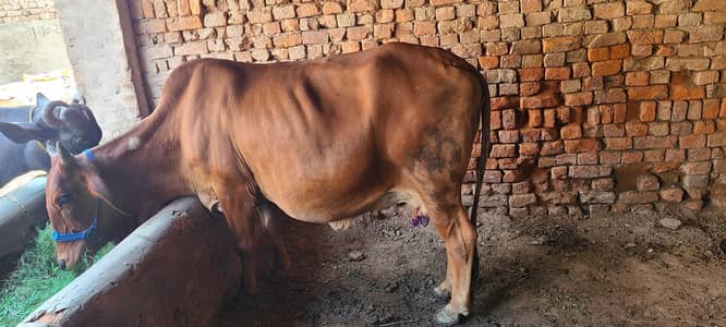 tazi wayai hoi  ha 3lac