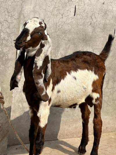 Bitthal Bakra for sale