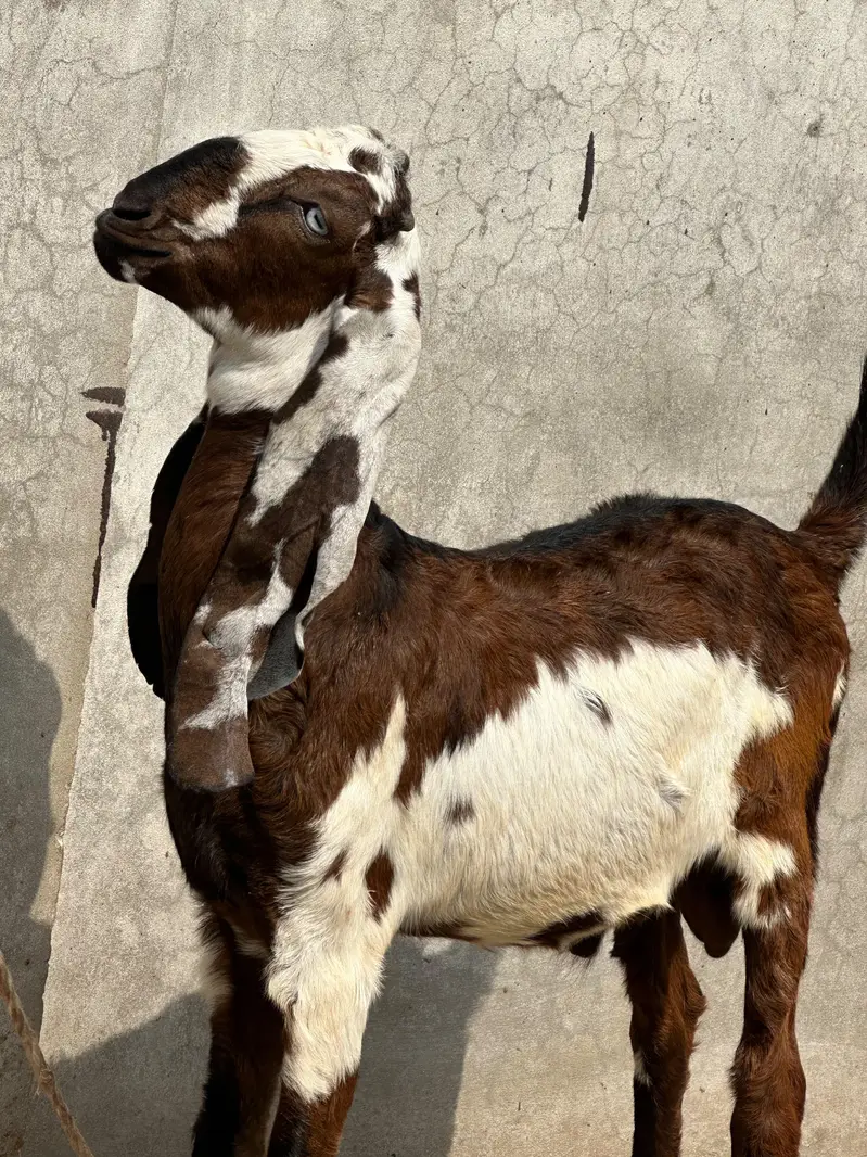 Bitthal Bakra for sale — photo 2