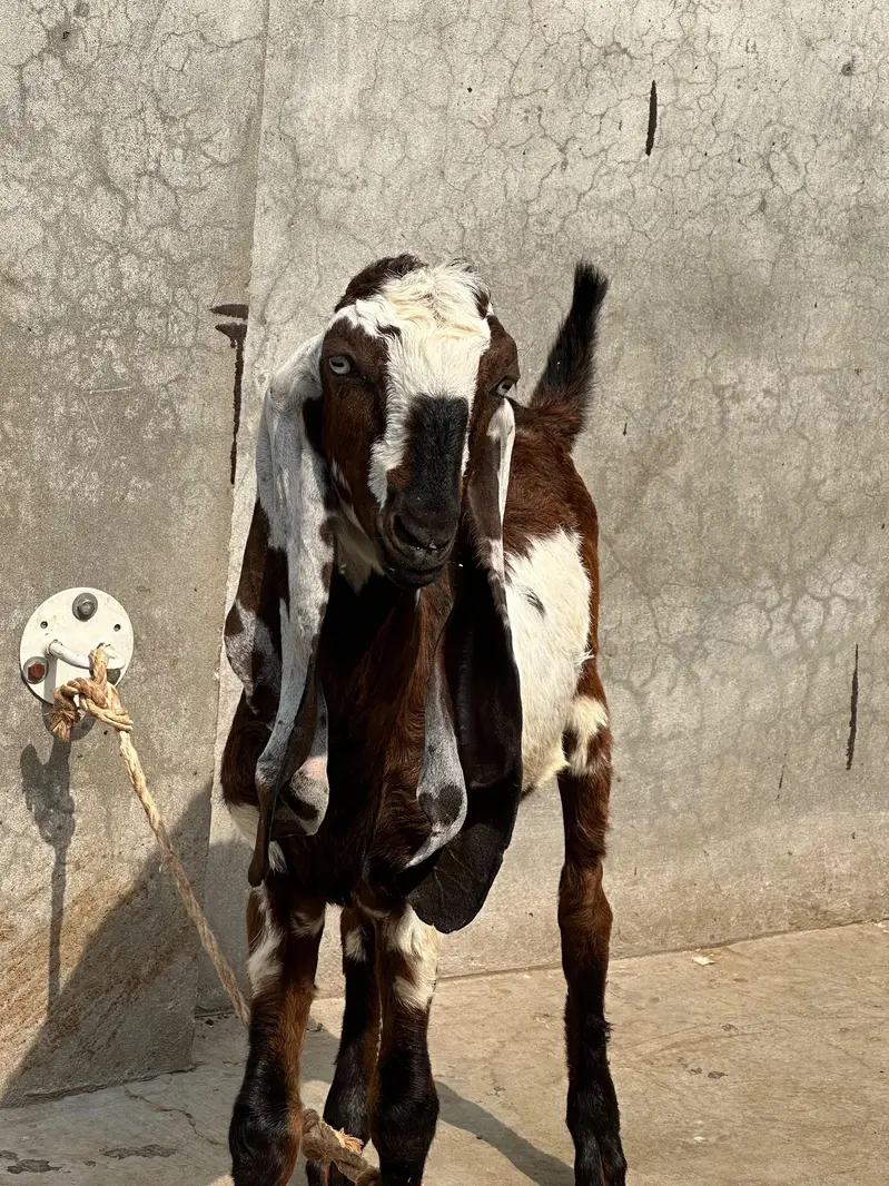 Bitthal Bakra for sale — photo 3