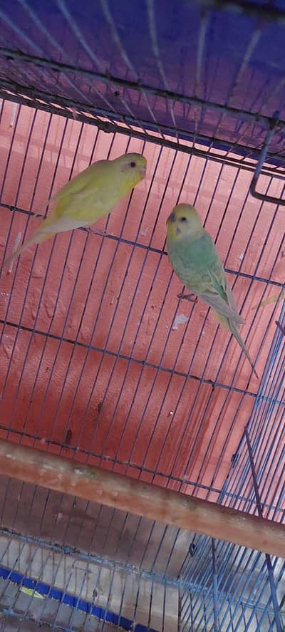 Budgie beautiful  colour 3 pairs