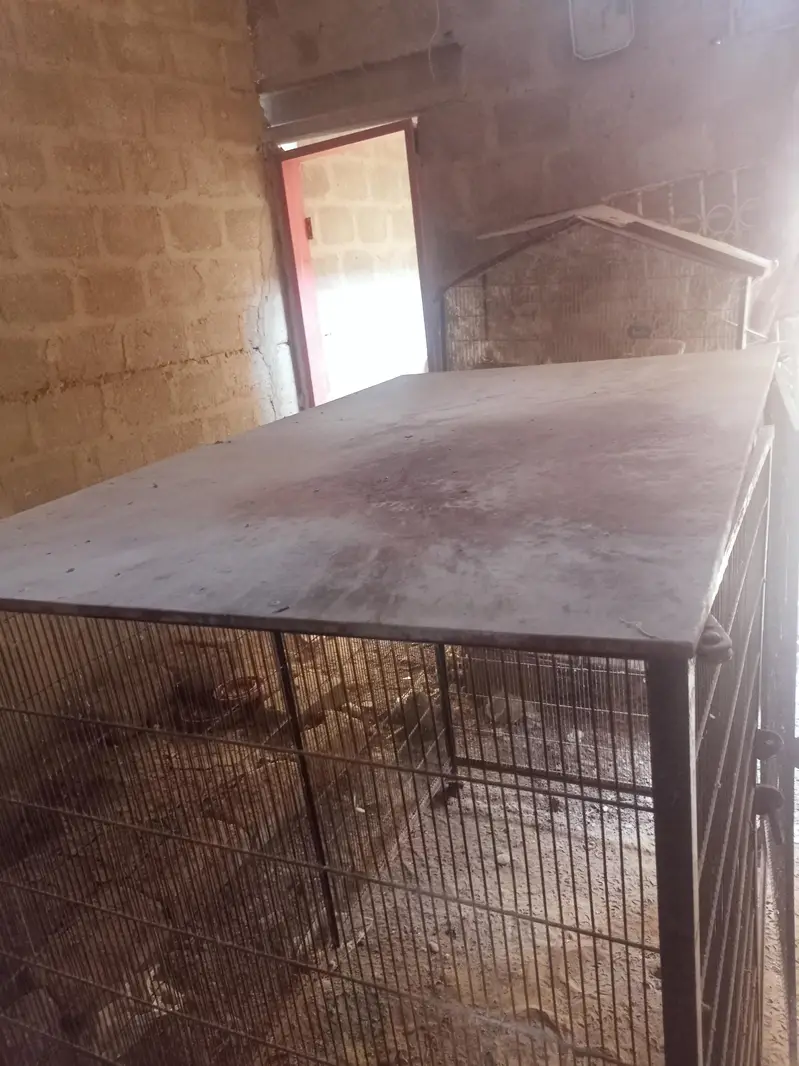 Cage For Goats, Hens & Dogs. — photo 4