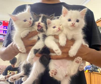 persian kitten babies