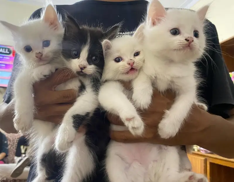 persian kitten babies — photo 2