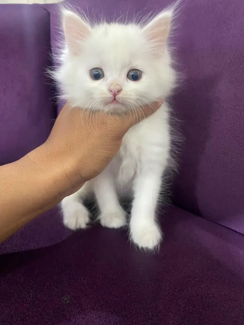 persian kitten babies — photo 3