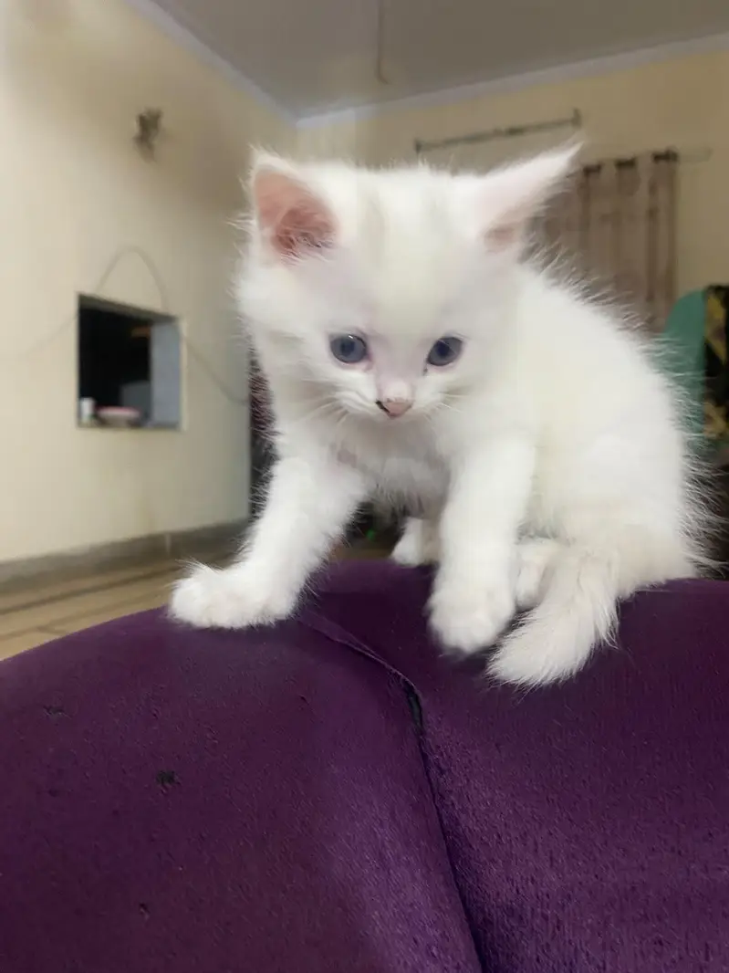 persian kitten babies — photo 4