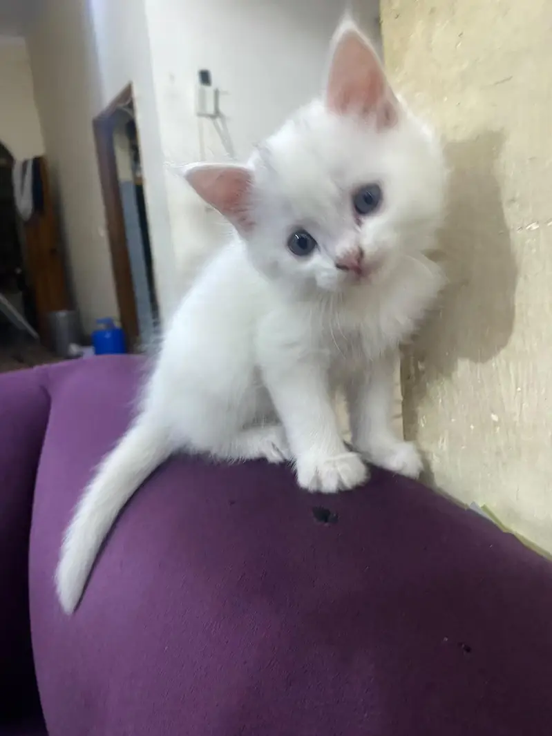 persian kitten babies — photo 5