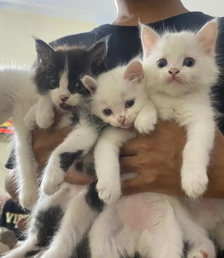 persian kitten babies — photo 6